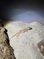 0.1 Pachydactylus rangei, Dieren en Toebehoren, Hagedis, 0 tot 2 jaar