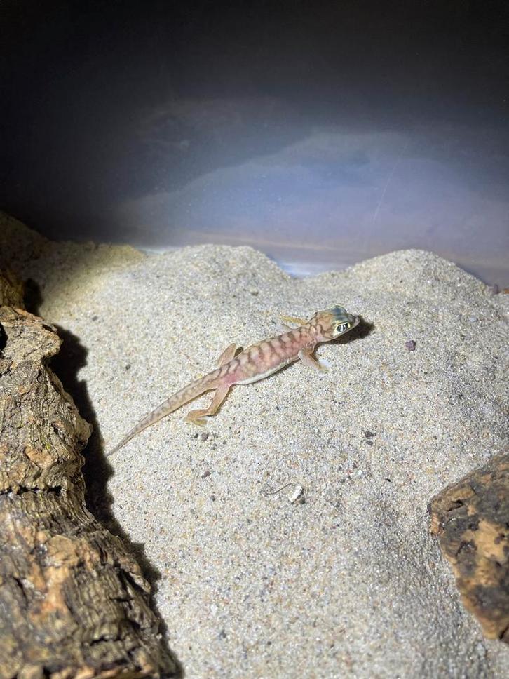 0.1 Pachydactylus rangei