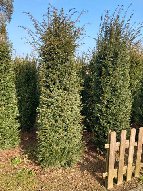 Taxus struiken en Taxus plantgoed voor mooie tuinafscheiding, Tuin en Terras, Planten | Bomen, Overige soorten, Volle zon, Bloeit niet