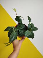 Peperomia pereskiifolia € 3, Groene kamerplant, Ophalen, Overige soorten, Minder dan 100 cm