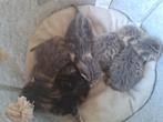 Boerderij Kittens vanaf 17 oktober af te halen zindelijk, Dieren en Toebehoren, Katten en Kittens | Overige Katten, Meerdere dieren