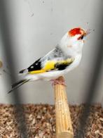 majoor putters, Dieren en Toebehoren, Vogels | Overige Vogels, Meerdere dieren, Wildzangvogel