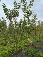 Prunus domestica 'Reine Claude' d'Oullins', Tuin en Terras, Planten | Fruitbomen, Ophalen, Lente, Volle zon, Pruimenboom