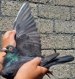 Postduif kleinzoon "DON BRAVOUR", Dieren en Toebehoren, Vogels | Duiven, Mannelijk, Postduif