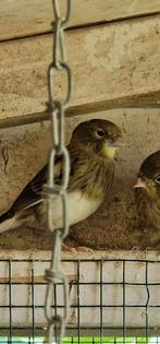 2 jonge kanaries te koop., Dieren en Toebehoren, Geslacht onbekend, Kleurkanarie