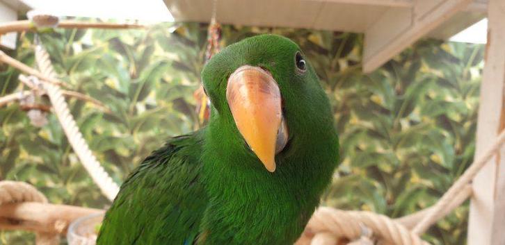 Jonge Baby Edelpapegaai | Handtam | Kleurrijk | Nieuwsgierig, Dieren en Toebehoren, Vogels | Parkieten en Papegaaien, Papegaai