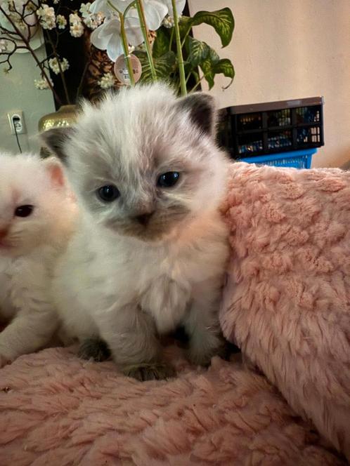 Ragdoll kittens uit geteste ouders, Dieren en Toebehoren, Katten en Kittens | Raskatten | Langhaar, Kater