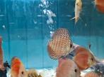 Galaxy Discus, Symphysodon Discus Galaxy, Vis, Zoetwatervis