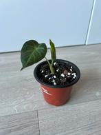 Alocasia regal shield, Ophalen of Verzenden, Overige soorten, Minder dan 100 cm