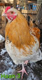 Wie kan deze 3 haantjes naar hun nieuwe huis brengen?, Vacatures, 33 - 40 uur, Overige niveaus, Vanaf 10 jaar, Overige vormen