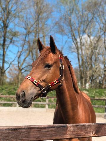 Polostyle halsters en riemen actie! beschikbaar voor biedingen