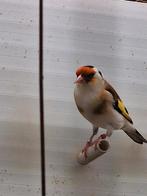 Bont Putter, Dieren en Toebehoren, Vogels | Overige Vogels, Mannelijk, Wildzangvogel, Geringd