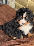 Berner Sennen pup (reu), Ophalen, Nieuw