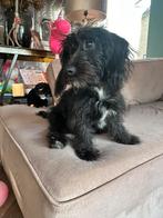 Mooie mix pup klein zwart reu, 15 weken tot 1 jaar, Reu, Eén hond, Klein