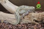python regius butter pin DG man, Dieren en Toebehoren, Reptielen en Amfibieën, Slang, 0 tot 2 jaar, Tam