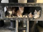 Laatste worp 2025! Maine Coon Kittens met Stamboom main coon, Dieren en Toebehoren, Katten en Kittens | Raskatten | Langhaar, Meerdere dieren