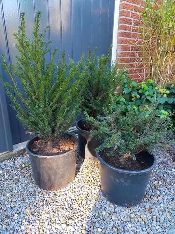Taxus baccata. Wintergroene haagplant, tuinplant, vormplant beschikbaar voor biedingen