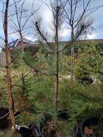 Pinus nigra nigra, Tuin en Terras, Planten | Bomen, Ophalen, Volle zon, Overige soorten