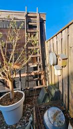 Gratis ophalen oude ladder., Tuin en Terras, Planten | Bomen, Ophalen, Bloeit niet, Halfschaduw, Overige soorten