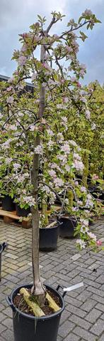 Laagstam appelboom fruitboom golden delicious, Tuin en Terras, Planten | Fruitbomen, Ophalen, Lente, Volle zon, Appelboom