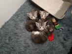 Maine Coon kittens, Dieren en Toebehoren, Meerdere dieren, Gechipt, 0 tot 2 jaar