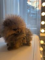 Pomeriaan pup teefje, Particulier, Keeshond, Reu, 8 tot 15 weken