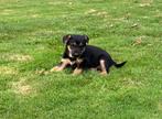 Lieve pups te koop Duitse herder / labrador, Dieren en Toebehoren, Honden | Herdershonden en Veedrijvers, 8 tot 15 weken, Meerdere
