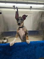 Hondentrimsalon heeft plek voor nieuwe klanten, Trimmen of Verzorging