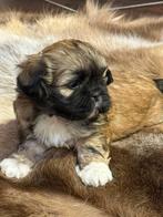 Lhasa apso pups, Dieren en Toebehoren, Honden | Chihuahua's en Gezelschapshonden, België, Overige rassen, CDV (hondenziekte), 8 tot 15 weken