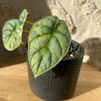 Alocasia silver dragon variegata, Ophalen of Verzenden, Halfschaduw, Minder dan 100 cm