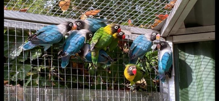Raszuivere Agapornis Personata Blauw, Dieren en Toebehoren, Vogels | Parkieten en Papegaaien, Dwergpapegaai of Agapornis, Meerdere dieren