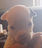 Laatste 2 Amerikaanse stafford pups beschikbaar, Rabiës (hondsdolheid), 8 tot 15 weken, American Staffordshire Terriër, Meerdere