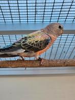 Mooie jonge bourks parkiet, Geslacht onbekend, Parkiet, Geringd