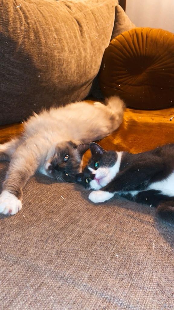 Huisje gezocht Lotje en Ollie, Dieren en Toebehoren, Katten en Kittens | Raskatten | Langhaar, Meerdere dieren, 3 tot 5 jaar, Gechipt