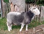 Herdwick rammen, Dieren en Toebehoren, Schapen, Geiten en Varkens, Mannelijk, Schaap