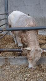 Stier, Mannelijk, 0 tot 2 jaar