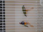 Goulds gould amadine, Dieren en Toebehoren, Vogels | Overige Vogels, Meerdere dieren, Geringd