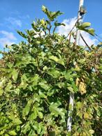 Vijgenboom stekken, Tuin en Terras, Lente, 100 tot 250 cm, Volle zon, In pot
