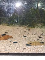 Neocardina Blue Dream garnalen, Dieren en Toebehoren, Vissen | Aquariumvissen, Kreeft, Krab of Garnaal, Zoetwatervis, Schoolvis