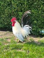 2 Chabo kriel haantjes, Dieren en Toebehoren, Pluimvee, Mannelijk, Kip