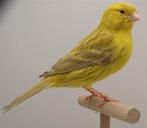 GEZOCHT - koppel agaat gele kanaries, Dieren en Toebehoren, Vogels | Kanaries, Meerdere dieren, Kleurkanarie