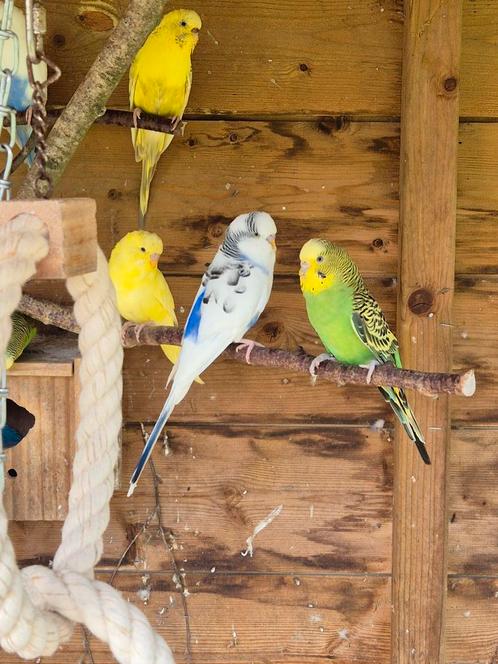 Mooie Grasparkieten!, Dieren en Toebehoren, Vogels | Parkieten en Papegaaien, Parkiet, Meerdere dieren, Tam