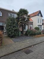 Trachycarpus Fortunei Stamhoogte 400cm, Tuin en Terras, Planten | Bomen, Zomer, Palmboom, 400 cm of meer, Ophalen