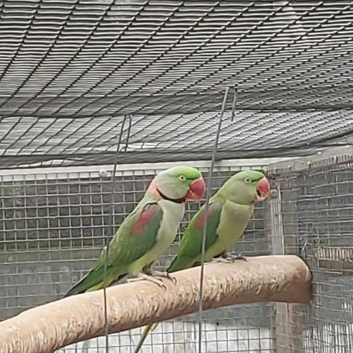 1 koppel alexanders (kanssplit lutino) 2023, Dieren en Toebehoren, Vogels | Parkieten en Papegaaien, Parkiet, Meerdere dieren