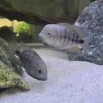 Vieja Breidohri Jong volwassen vissen, Dieren en Toebehoren, Vis