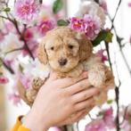 Mini labradoodle pups, Dieren en Toebehoren, Honden | Retrievers, Spaniëls en Waterhonden, België, Particulier, Rabiës (hondsdolheid)
