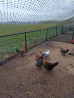 Oudere kippen, Meerdere dieren, Kip