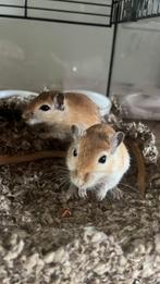 2 gerbil mannetje 8/9 weken oud met kooi voer en bodembedek, Dieren en Toebehoren, Knaagdieren, Mannelijk, Mei, Overige typen
