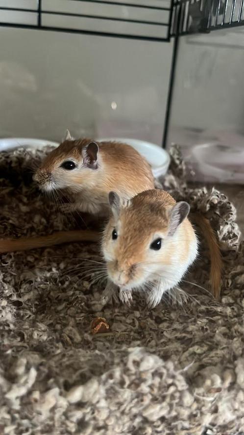 2 gerbil mannetje 8/9 weken oud met kooi voer en bodembedek, Dieren en Toebehoren, Knaagdieren, Mannelijk, Overige typen, Mei