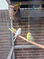 Jonge grasparkieten, Dieren en Toebehoren, Meerdere dieren, Parkiet
